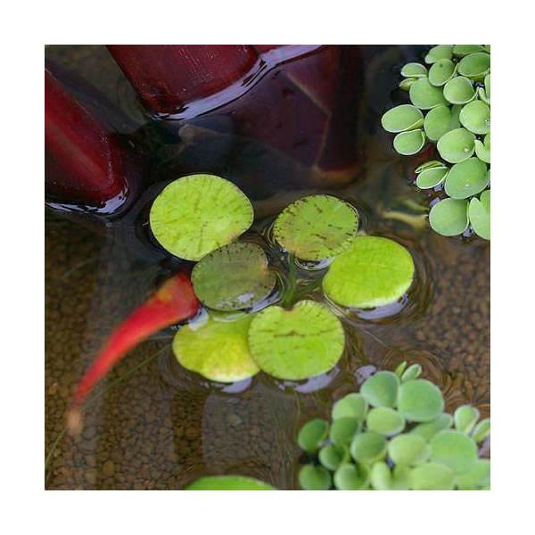 （ビオトープ）水生植物　ドワーフフロッグビット（無農薬）（１０株）（Yahoo!・charm 第2ヤフー店）