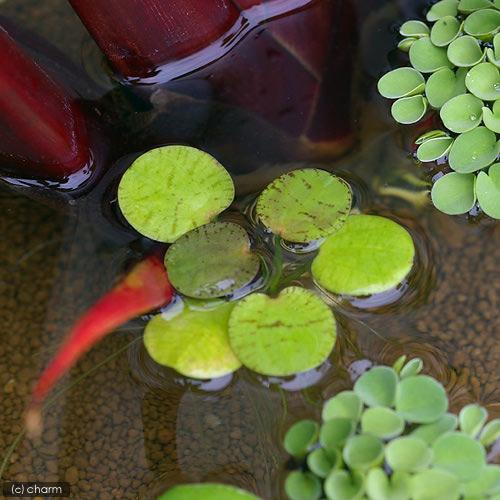 （ビオトープ）水生植物　ドワーフフロッグビット（無農薬）（５株）（Yahoo!・charm 第2ヤフー店）