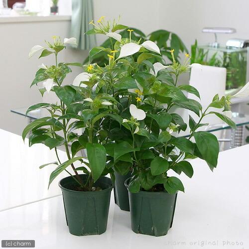 観葉植物）コンロンカ ホワイト 4号（1鉢） : charm 第2ヤフー店