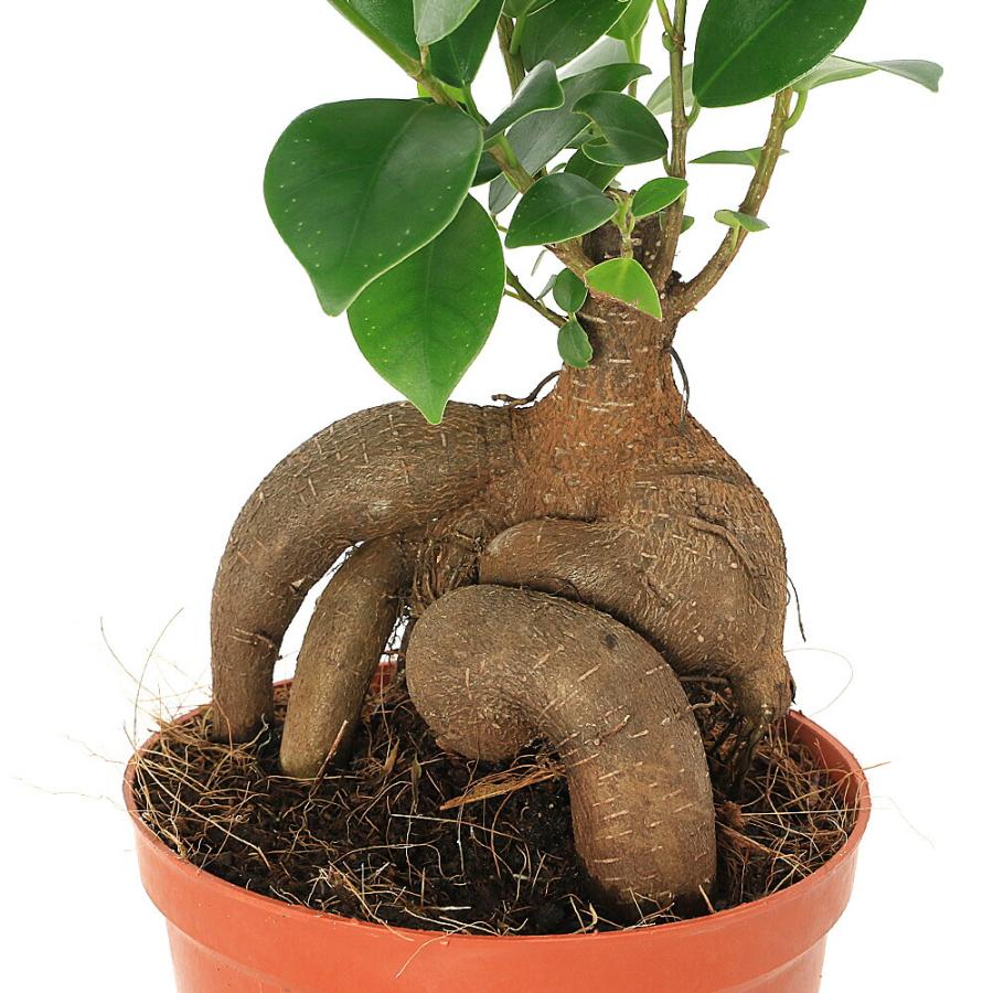 チャーム（charm） （観葉植物）インテリア ガジュマル 4号（1鉢