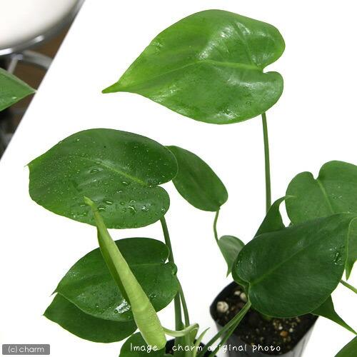 （観葉植物）モンステラ　３〜３．５号（１ポット）（Yahoo!・charm 第2ヤフー店）