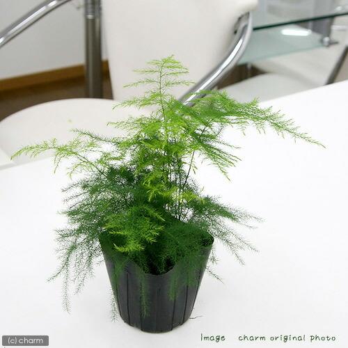 （観葉植物）アスパラガス　ナナス　３号（１ポット）（Yahoo!・charm 第2ヤフー店）