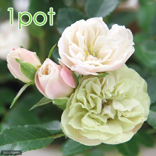 （観葉植物）ミニバラ　グリーンアイス　３〜３．５号（１ポット）（Yahoo!・charm 第2ヤフー店）