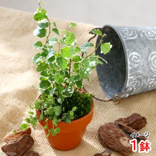 （観葉植物）テラコッタプランツ　ペペロミアタートル＆プミラ（１鉢）（Yahoo!・charm 第2ヤフー店）