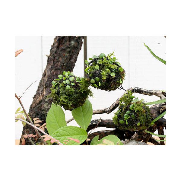 （盆栽）ミニ苔玉　吊るし玉　マメヅタ　（１個）（Yahoo!・charm 第2ヤフー店）