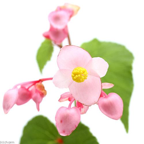 （山野草）シュウカイドウ（秋海棠）　３号（１ポット）　原種ベゴニア（Yahoo!・charm 第2ヤフー店）