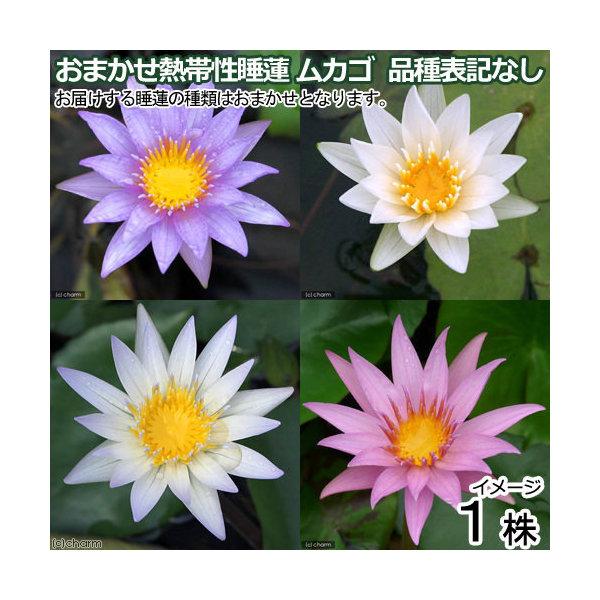 （ビオトープ）睡蓮　株売り　おまかせ熱帯性睡蓮（スイレン）ムカゴ　品種表記なし（１株）（Yahoo!・charm 第2ヤフー店）