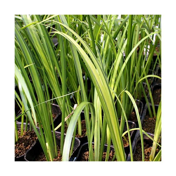 （ビオトープ）水生植物　アコルス・オウゴン（黄金）　斑入りセキショウ（１ポット）　常緑性湿性植物（Yahoo!・charm 第2ヤフー店）