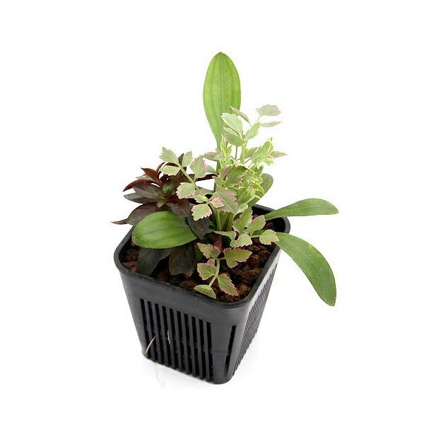 （ビオトープ）水生植物　メダカが喜ぶ水生植物！産卵・隠れ家用寄せ植え　３号（１ポット）水質浄化　隠れ家　産卵床　レイアウト（Yahoo!・charm 第2ヤフー店）