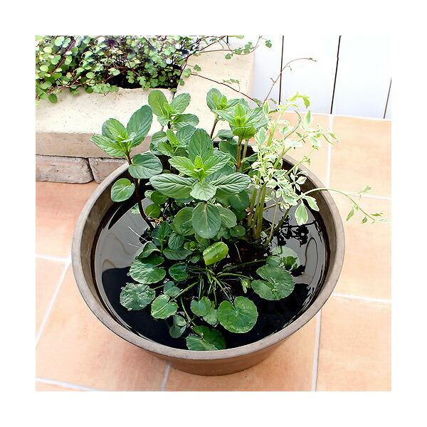 （ビオトープ）水生植物　メダカの隠れ家　置くだけ簡単　インスタントビオトープ　ＬＯＷタイプ（寄せ植え）（１鉢）水質浄化　隠れ家（Yahoo!・charm 第2ヤフー店）