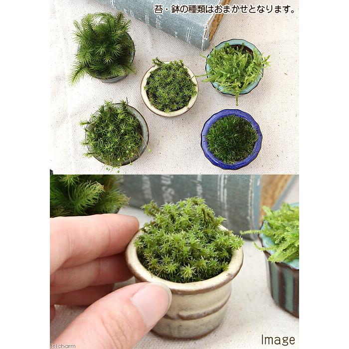 盆栽）苔盆栽 おまかせ苔 豆鉢植え（10鉢） : charm 第2ヤフー店