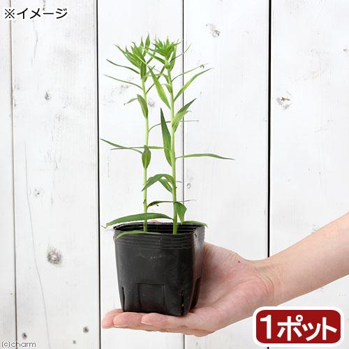 （ビオトープ）水生植物　白花サワギキョウ（１ポット）　湿性植物（Yahoo!・charm 第2ヤフー店）
