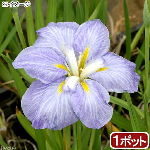 （ビオトープ）水生植物　花菖蒲　青根（アオネ）肥後系薄青紫花（１ポット）（Yahoo!・charm 第2ヤフー店）