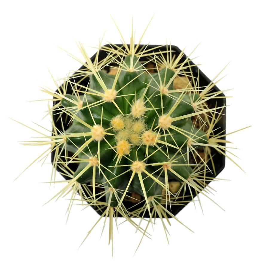 多肉植物）サボテン エキノカクタス 金鯱 2〜2．5号（1ポット