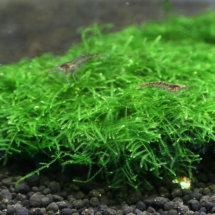 チャーム（charm） （水草）巻きたて ウィローモスsp．ナロー 溶岩石