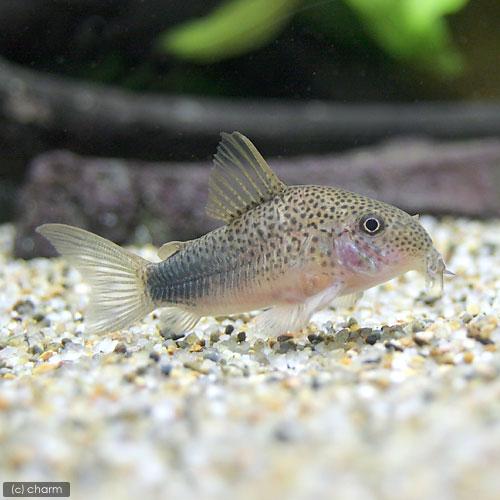 （熱帯魚）コリドラス・シミリス（ワイルド）（１匹）　北海道・九州航空便要保温_1