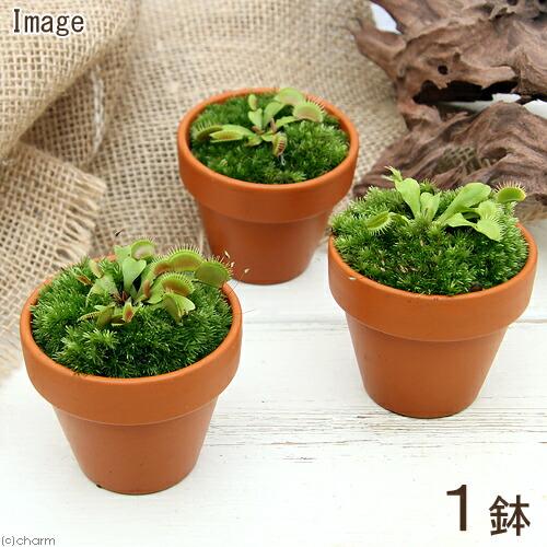 （食虫植物）ミニ食虫盆栽　ｖｅｒ．ハエトリソウ（１鉢）　山苔（Yahoo!・charm 第2ヤフー店）