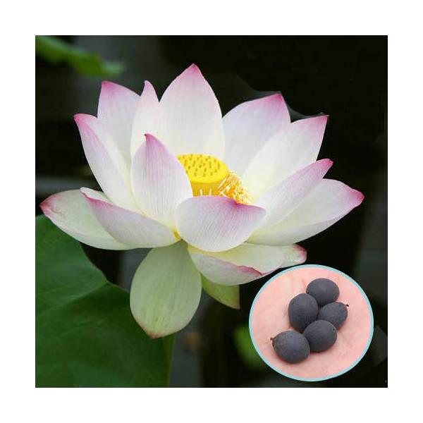 （ビオトープ）蓮　ハスのタネ　（５粒）（Yahoo!・charm 第2ヤフー店）
