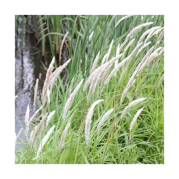 （ビオトープ）水生植物　チガヤ（茅萱）　３号（１ポット）　湿性植物（Yahoo!・charm 第2ヤフー店）