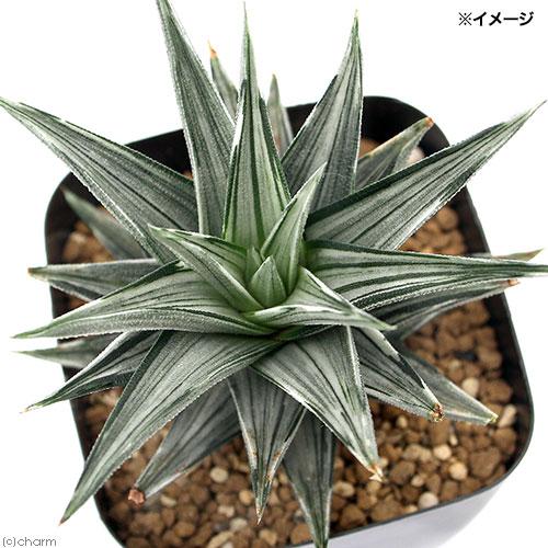 多肉植物）ハオルチア 幻の塔 2．5〜3号（1鉢） : charm 第2ヤフー