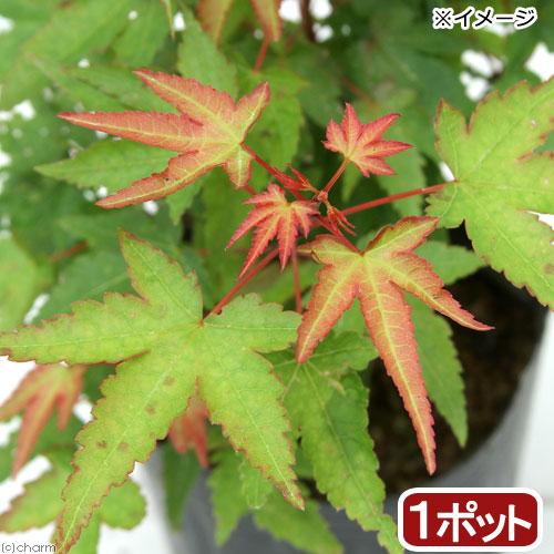 （山野草）盆栽　品種系モミジ　清姫（キヨヒメ）３号（１ポット）（Yahoo!・charm 第2ヤフー店）