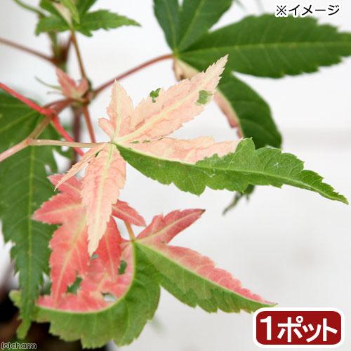 （山野草）盆栽　品種系モミジ　旭鶴（アサヒヅル）３号〜（１ポット）（Yahoo!・charm 第2ヤフー店）