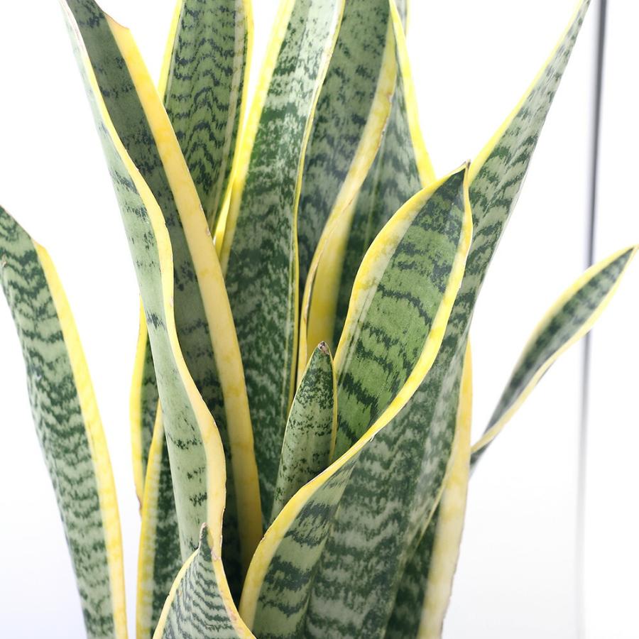 （観葉植物）大型　インテリア　サンスベリア　６号（１鉢）（Yahoo!・charm 第2ヤフー店）