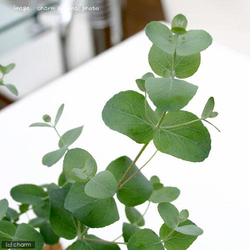 （観葉植物）ユーカリ　グニー　３〜３．５号（１ポット）　家庭菜園　オージープランツ（Yahoo!・charm 第2ヤフー店）