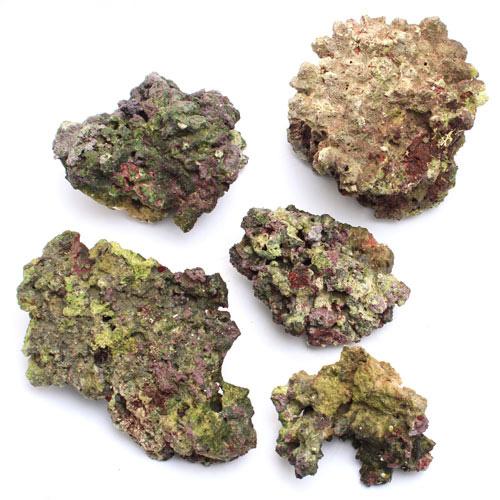 （海水魚）Ｂグレードライブロック　６０ｃｍレギュラー水槽用（１セット）（形状お任せ）