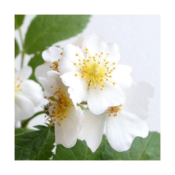 （山野草）ノイバラ（野茨）原種　２．５号（１ポット）（Yahoo!・charm 第2ヤフー店）