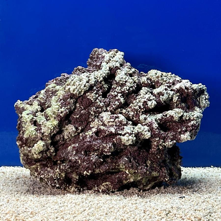 海水魚）一点物 ライブロック（LLサイズ） LR−3651（1個 