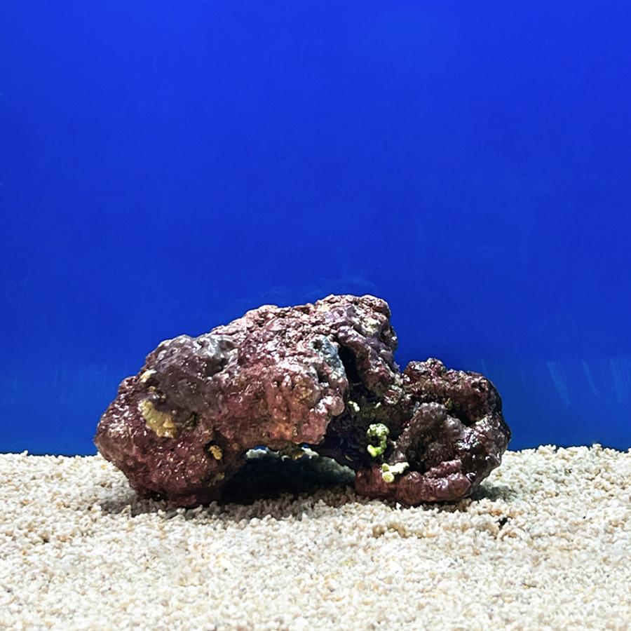 海水魚）一点物 ライブロック（LLサイズ） LR−3688（1セット 