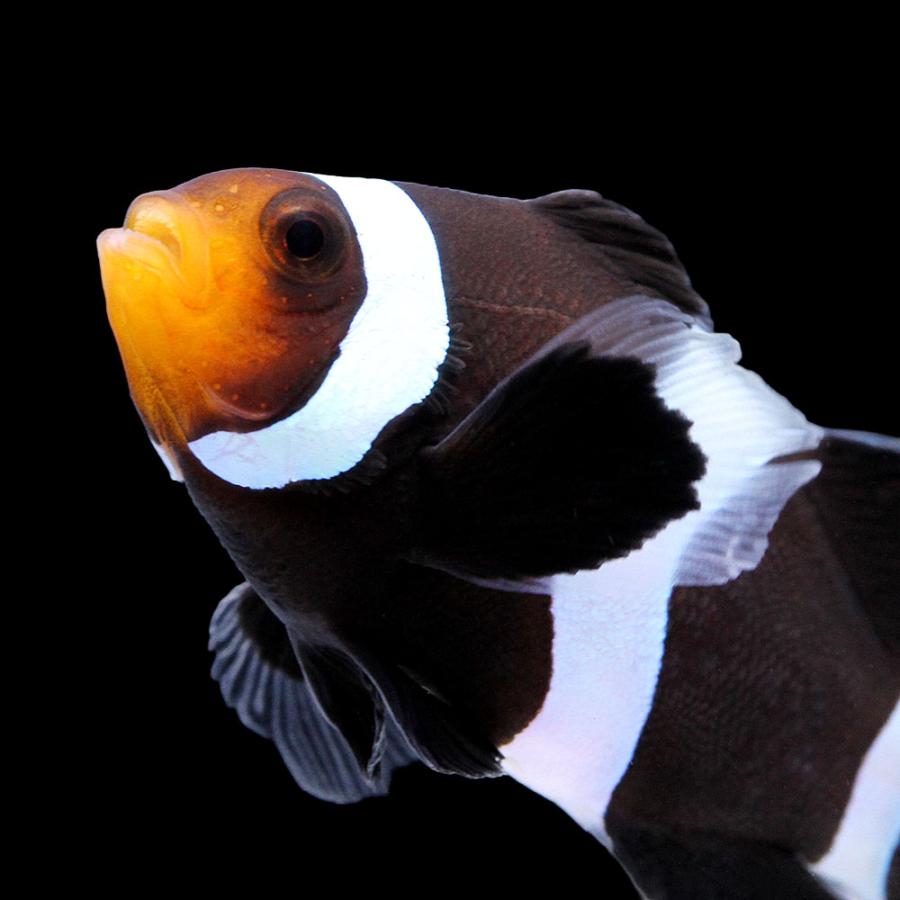 海水魚）一点物 ロングフィンブラックオセラリス（ブリード） CF 