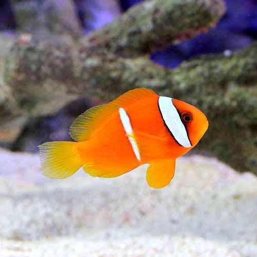 チャーム（charm） （海水魚）ハマクマノミ バンドあり（ワイルド