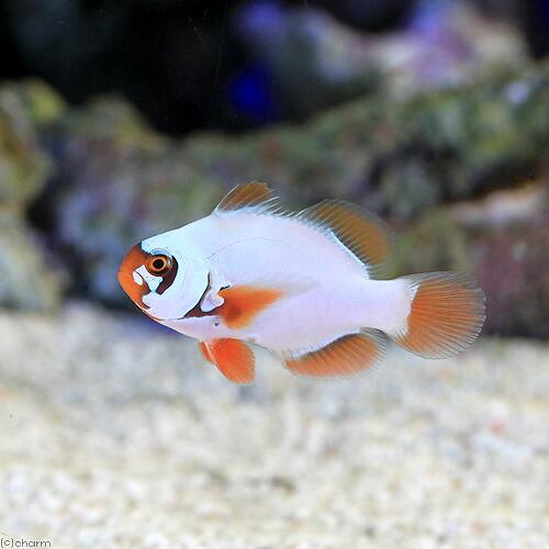 （海水魚）ゴールドナゲットマロン（ブリード）（１匹）　北海道・九州航空便要保温_1
