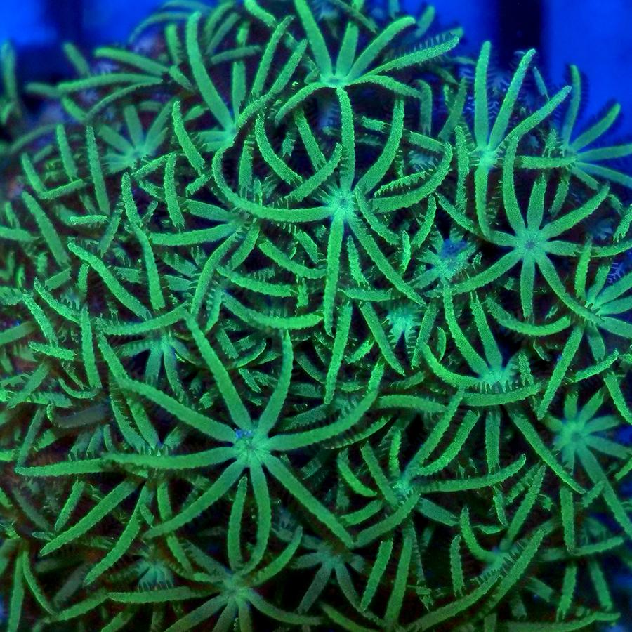 サンゴ）沖縄産 スターポリプsp． 星型タイプ プラグ付き（1個 