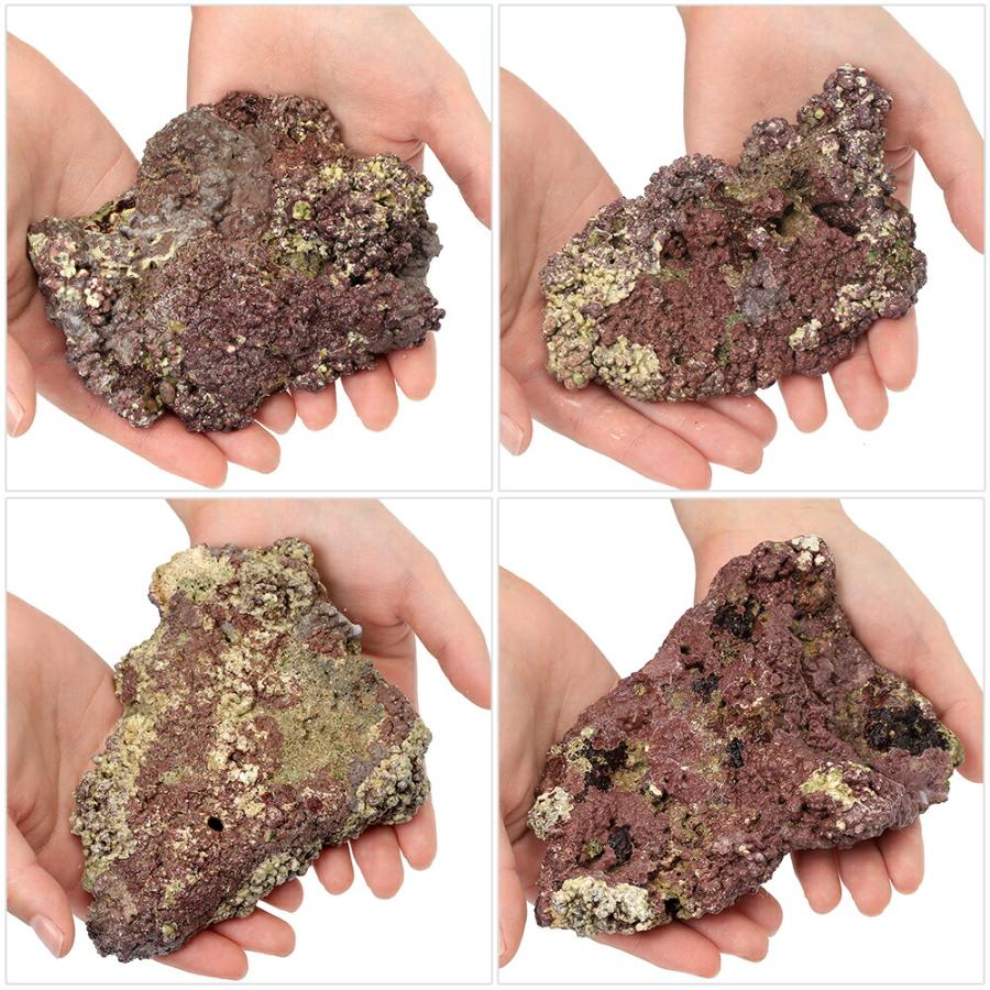 海水魚）ライブロック プレート状 サイズミックス（2kg） : charm