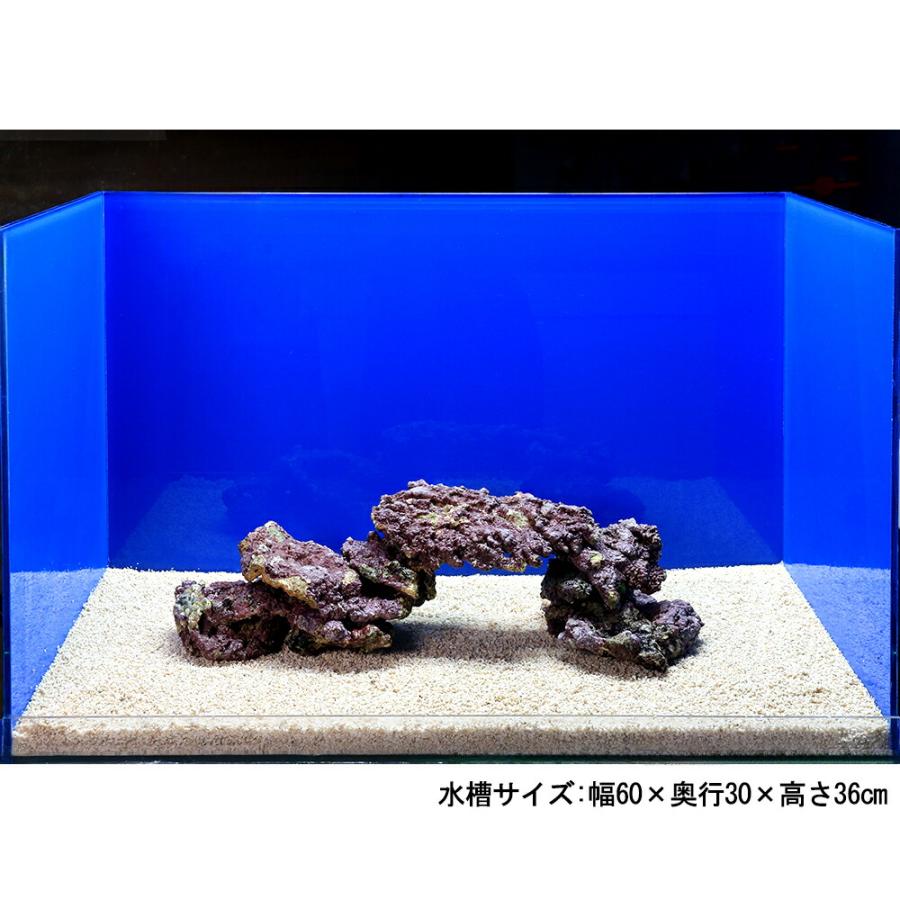 海水魚）ライブロック プレート状 サイズミックス（2kg） : charm