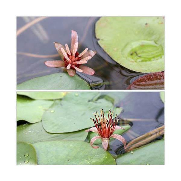 （ビオトープ）水生植物　ジュンサイ（１株）　浮葉植物　日本産水草（Yahoo!・charm 第2ヤフー店）