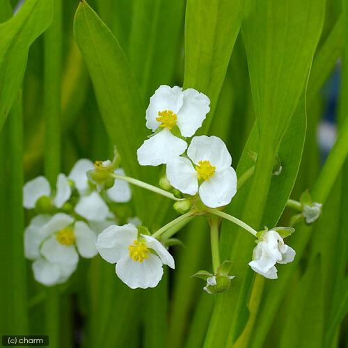 （ビオトープ）水生植物　サジタリア　ウェザービアナ　ラタイ便（１ポット）　抽水植物（Yahoo!・charm 第2ヤフー店）