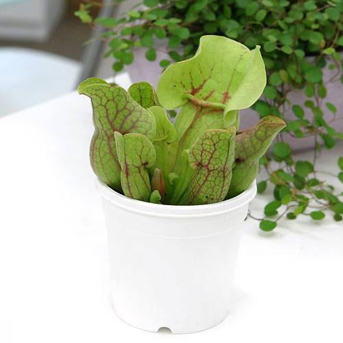 （食虫植物）サラセニア　プルプレアｓｓｐ．ベノーサ　２．５〜３号（１ポット）（Yahoo!・charm 第2ヤフー店）