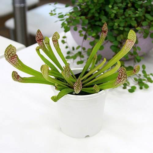 （食虫植物）サラセニア　スカーレットベル　２．５〜３号（１ポット）（Yahoo!・charm 第2ヤフー店）