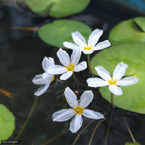 （ビオトープ）水生植物　バナナプラント（ハナガガブタ）（殖芽無）（１ポット）浮葉植物（Yahoo!・charm 第2ヤフー店）