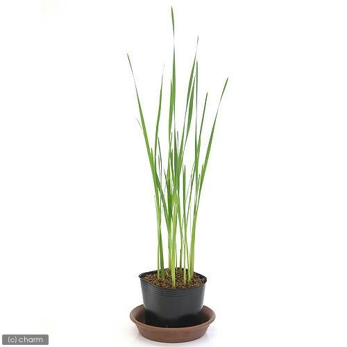 （ビオトープ）水生植物　コガマ（１ポット）　抽水植物（Yahoo!・charm 第2ヤフー店）