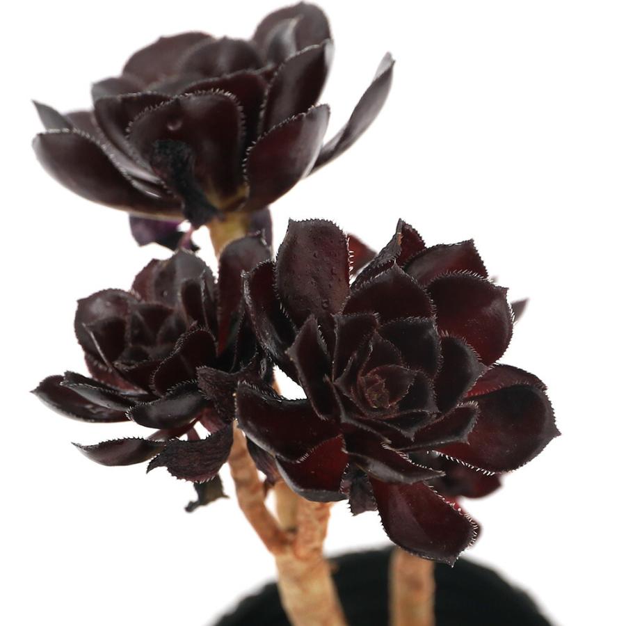 （多肉植物）アエオニウム　黒法師　２．５〜３号（１ポット）（Yahoo!・charm 第2ヤフー店）