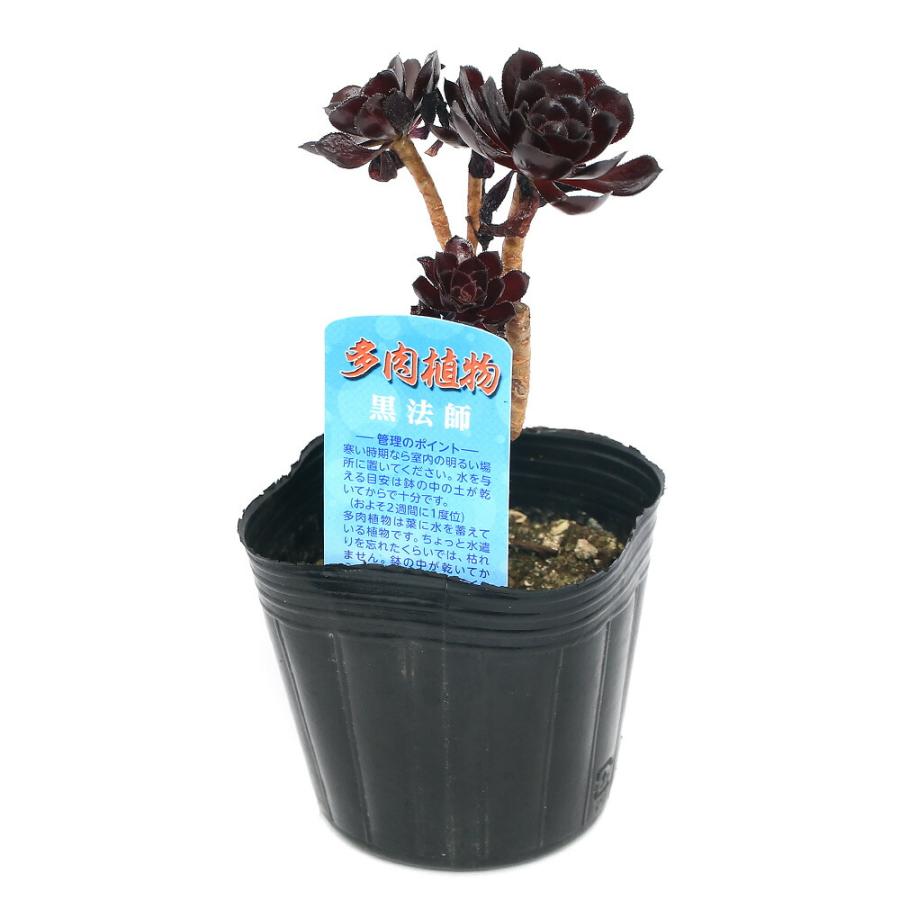 チャーム（charm） （多肉植物）アエオニウム 黒法師 2．5〜3号（1