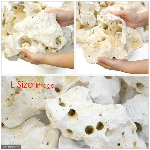 チャーム（charm） 化石サンゴ Lサイズ 約25〜30cm 1個 形状お