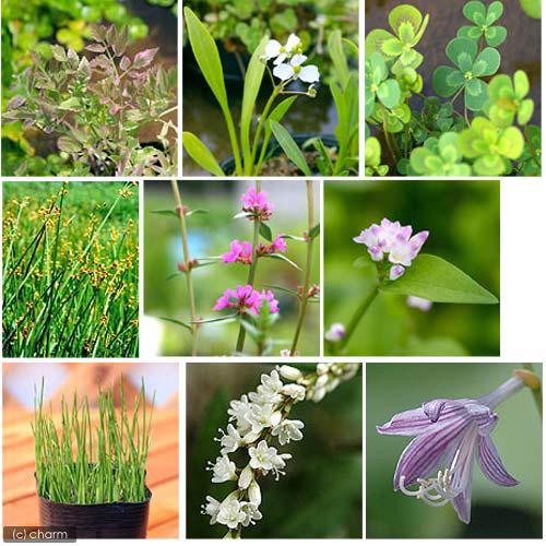 （ビオトープ）水生植物　オススメ　ビオ植物（３ポット）メダカ　産卵（Yahoo!・charm 第2ヤフー店）