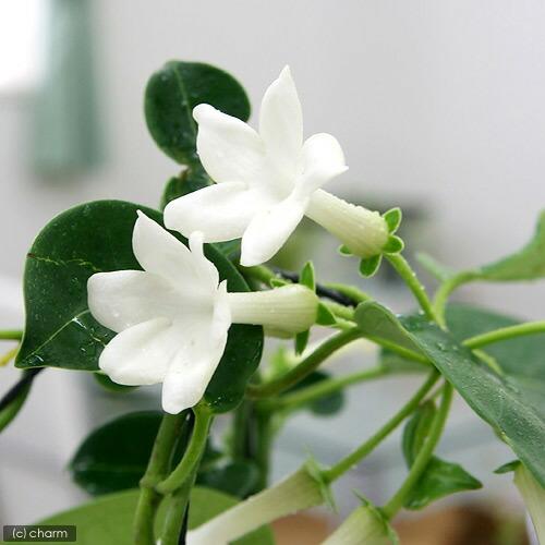 （観葉植物）マダガスカルジャスミン　３〜４号（１鉢）（Yahoo!・charm 第2ヤフー店）
