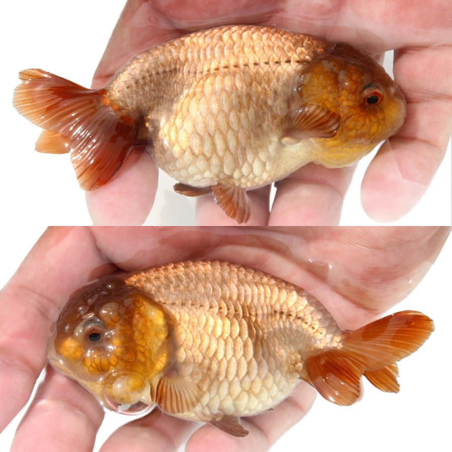 金魚）一点物 瑪瑙らんちゅう（中国産）9cm±（1匹） : charm 第2